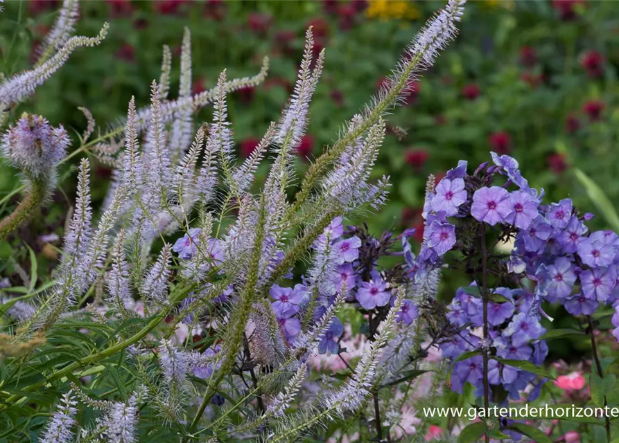 Garten-Kandelaberehrenpreis 'Lavendelturm'