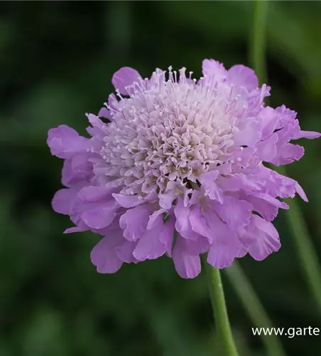 Garten-Tauben-Skabiose 'Pink Mist'