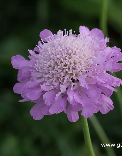 Garten-Tauben-Skabiose 'Pink Mist'