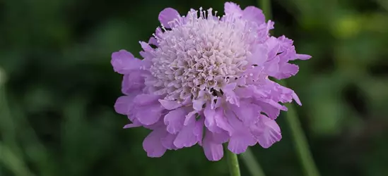 Garten-Tauben-Skabiose 'Pink Mist'