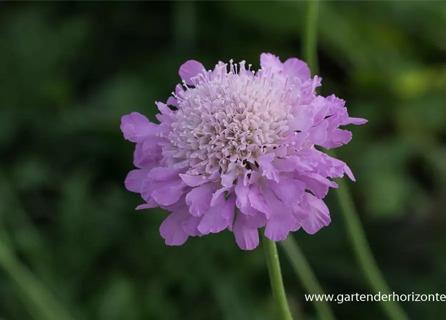 Garten-Tauben-Skabiose 'Pink Mist'