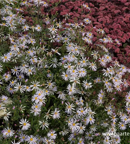 Garten-Pyrenäen-Aster 'Lutetia'