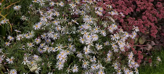 Garten-Pyrenäen-Aster 'Lutetia'