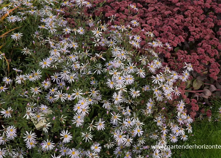 Garten-Pyrenäen-Aster 'Lutetia'