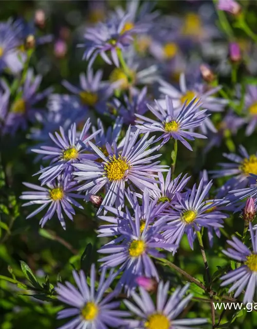 Garten-Pyrenäen-Aster 'Lutetia'