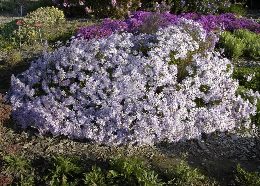 Garten-Pyrenäen-Aster 'Lutetia'