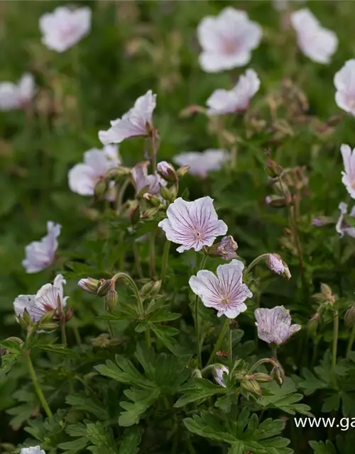 Geranium himalayense 'Derrick Cook'