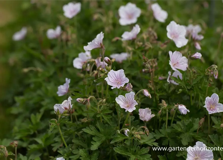 Geranium himalayense 'Derrick Cook'