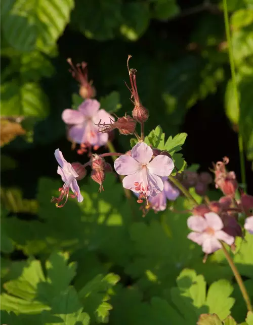 Geranium macrorrhizum 'Camce'