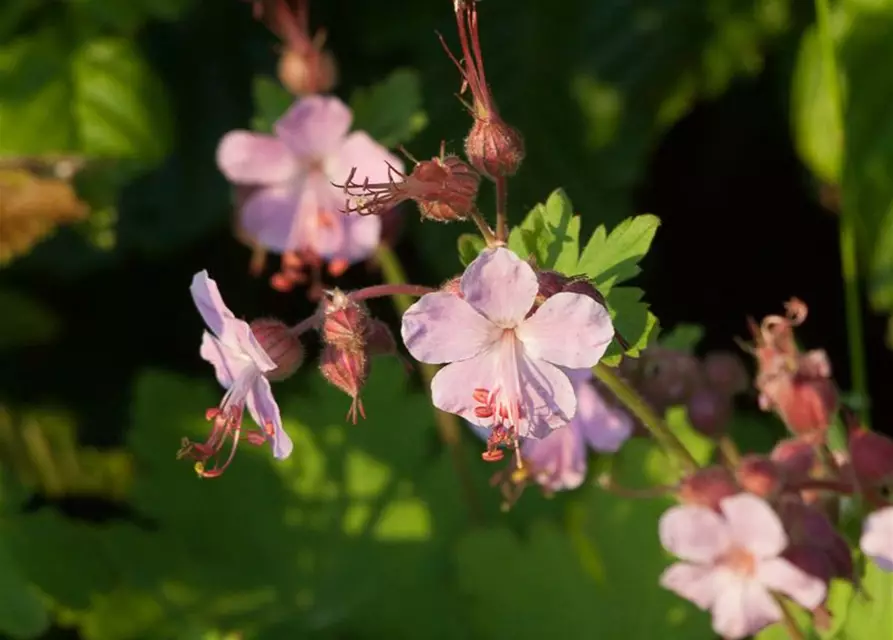 Geranium macrorrhizum 'Camce'