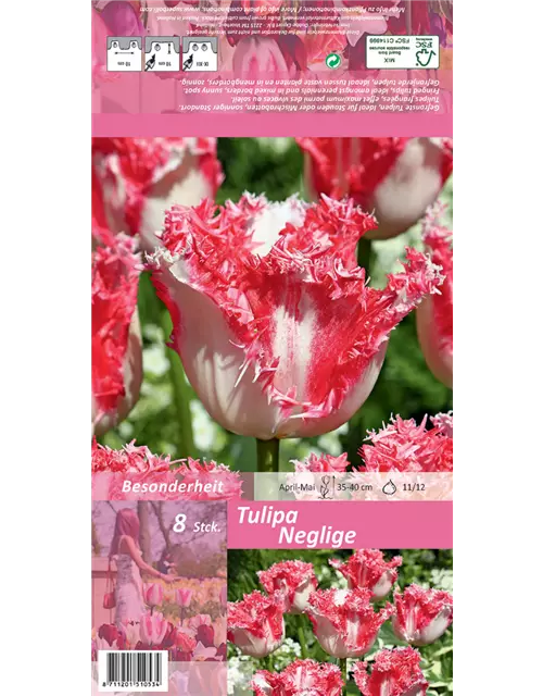 Gefranste Tulpe 'Neglige'