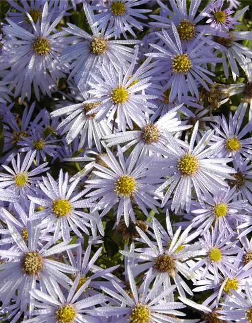 Garten-Pyrenäen-Aster 'Lutetia'