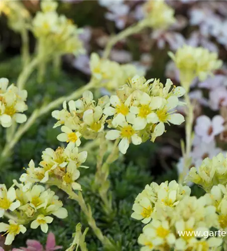 Garten-Elfenbein-Steinbrech 'Gregor Mendel'