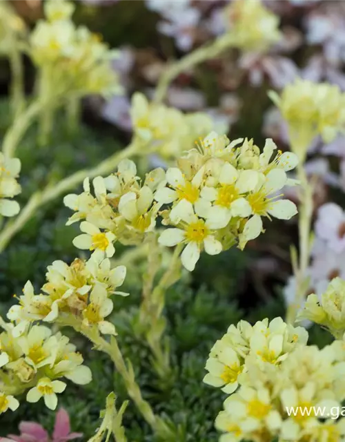 Garten-Elfenbein-Steinbrech 'Gregor Mendel'