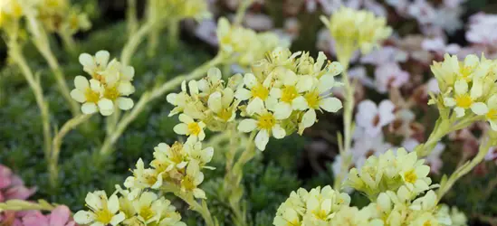 Garten-Elfenbein-Steinbrech 'Gregor Mendel'