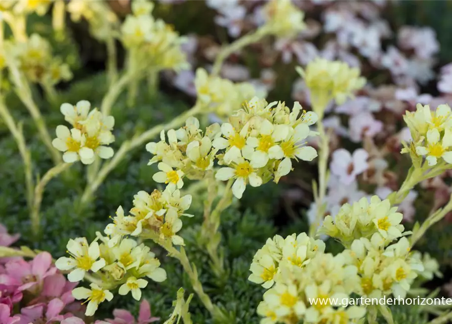 Garten-Elfenbein-Steinbrech 'Gregor Mendel'