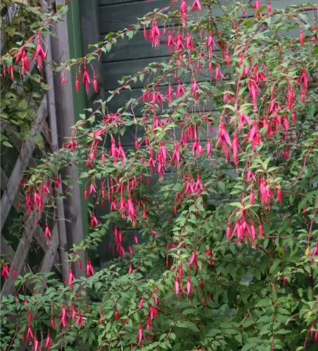 Garten-Fuchsie