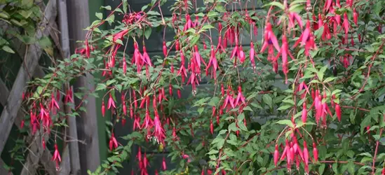 Garten-Fuchsie