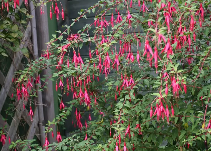 Garten-Fuchsie