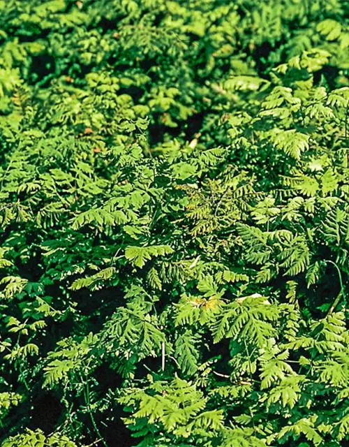 Gymnocarpium dryopteris 'Plumosum'