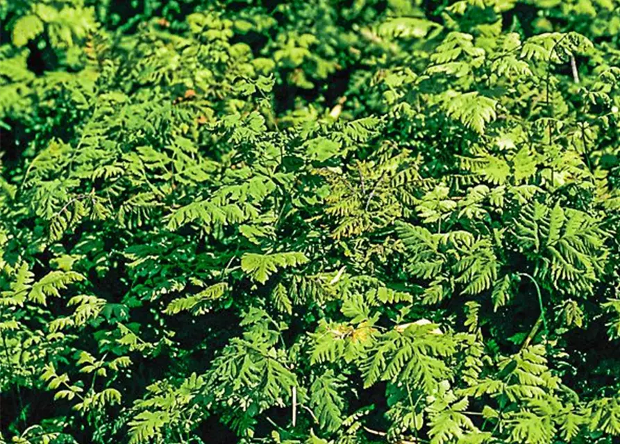 Gymnocarpium dryopteris 'Plumosum'