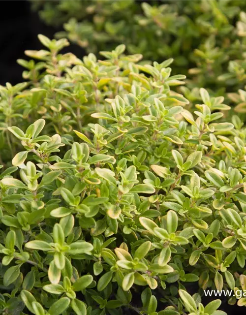 Garten-Thymian 'Golden Dwarf'