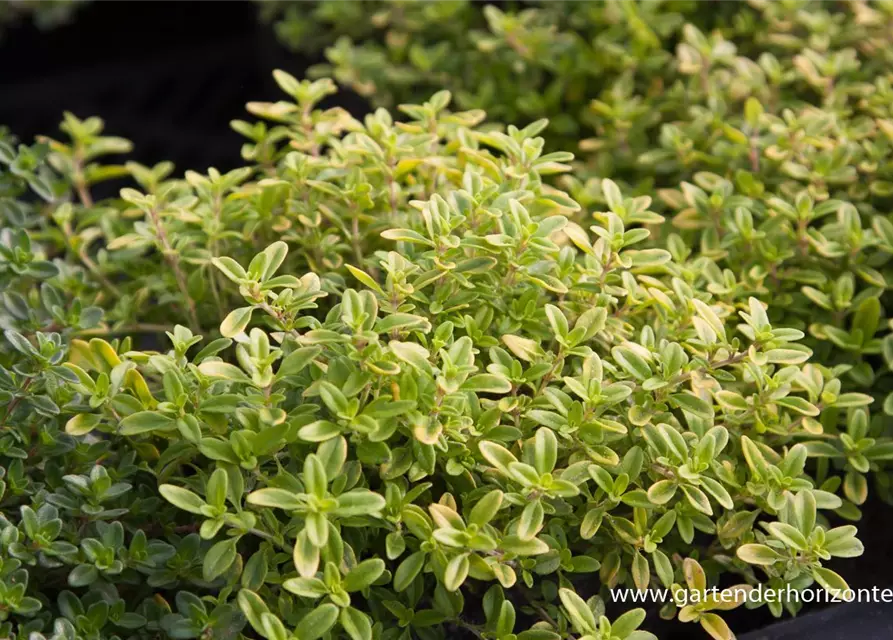 Garten-Thymian 'Golden Dwarf'