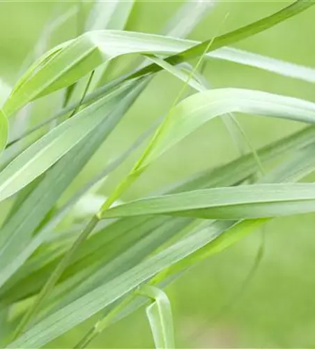 Garten-Ruten-Hirse 'Hänse Herms'