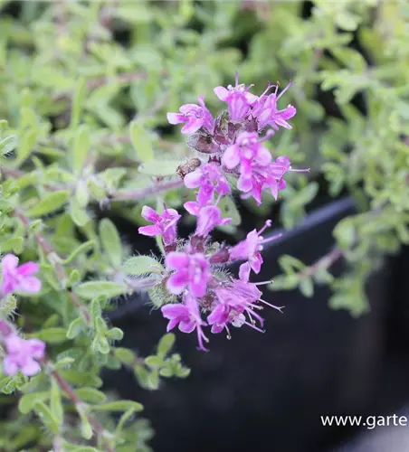 Bressingham-Garten-Thymian 'Bressingham Seedling'