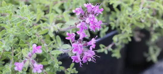 Bressingham-Garten-Thymian 'Bressingham Seedling'