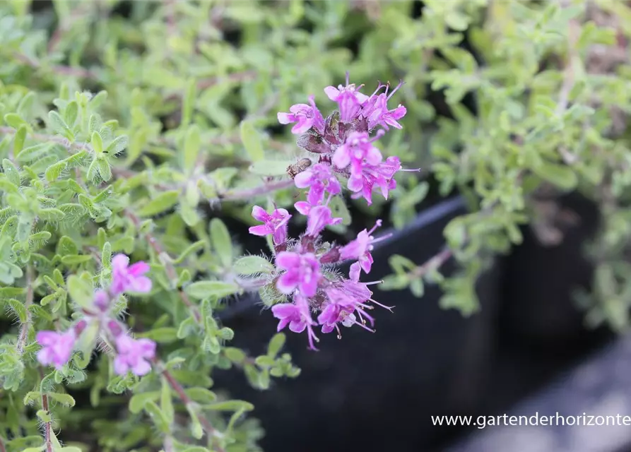 Bressingham-Garten-Thymian 'Bressingham Seedling'