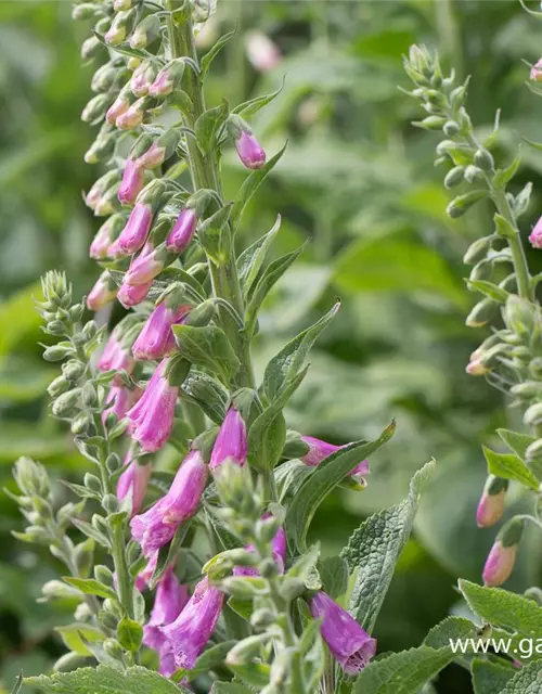 Garten-Fingerhut 'Gloxiniaeflora'