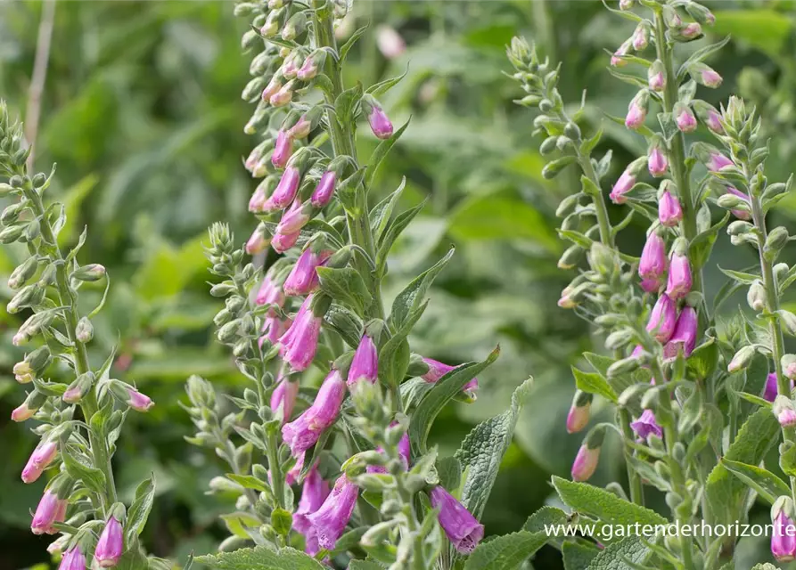 Garten-Fingerhut 'Gloxiniaeflora'