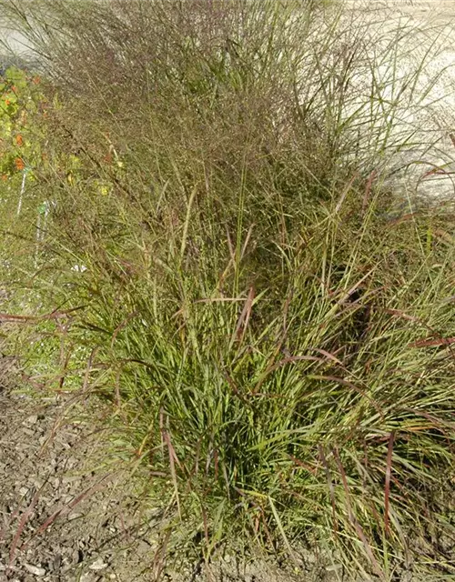 Garten-Ruten-Hirse 'Hänse Herms'