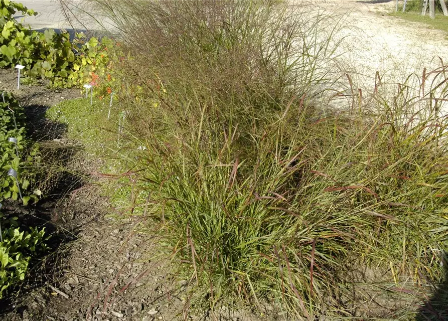 Garten-Ruten-Hirse 'Hänse Herms'