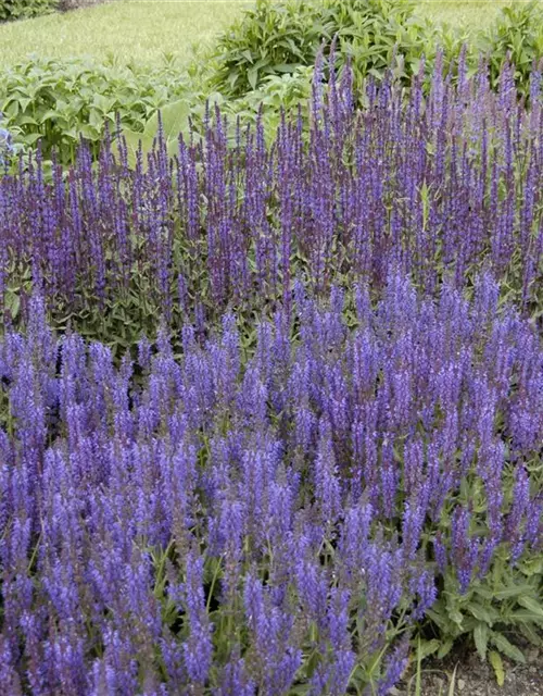 Garten-Blüten-Salbei 'Wesuwe'