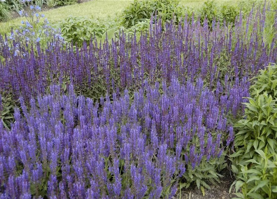 Garten-Blüten-Salbei 'Wesuwe'