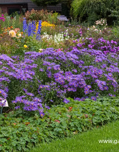 Garten-Sommer-Aster 'Blue King'