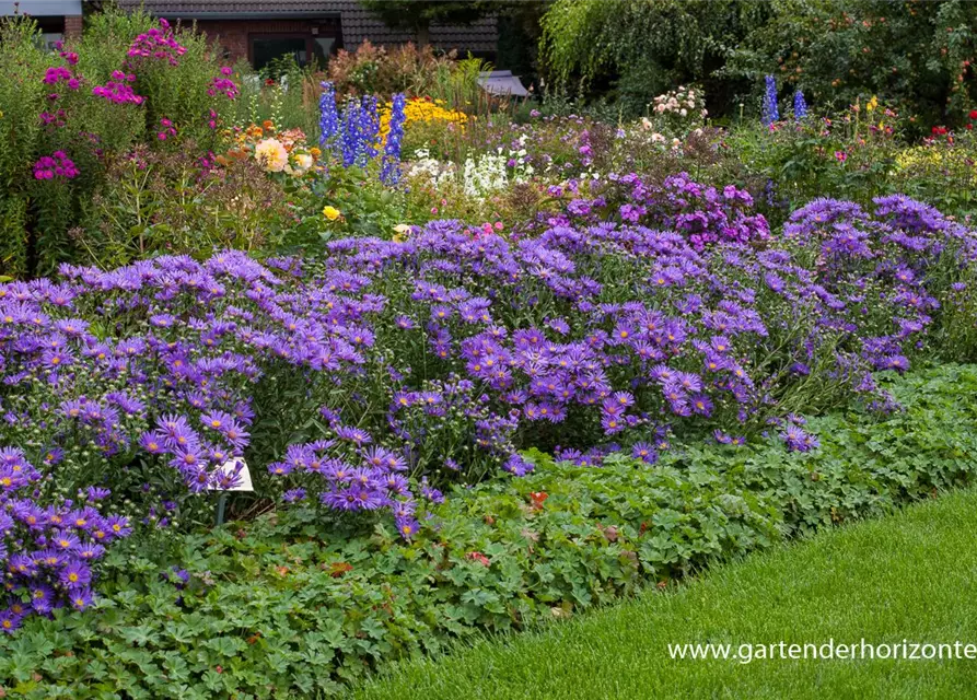 Garten-Sommer-Aster 'Blue King'