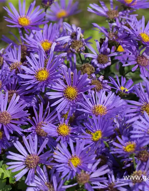 Garten-Sommer-Aster 'Blue King'