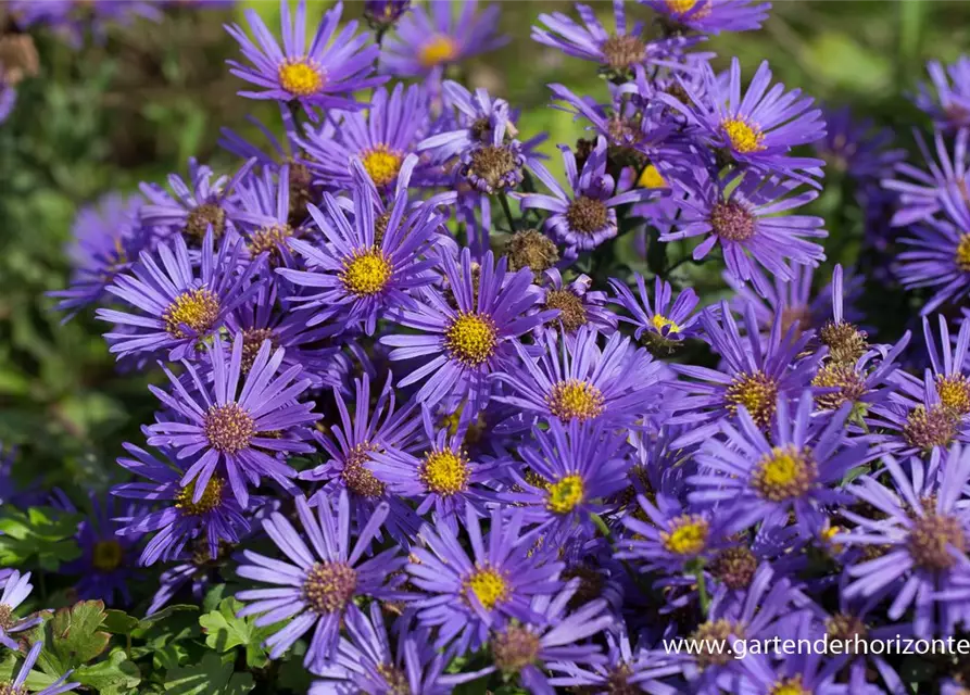 Garten-Sommer-Aster 'Blue King'