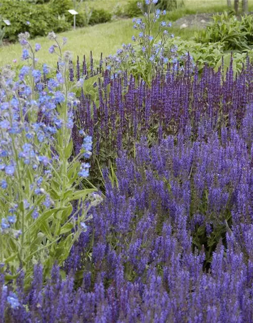 Garten-Blüten-Salbei 'Wesuwe'