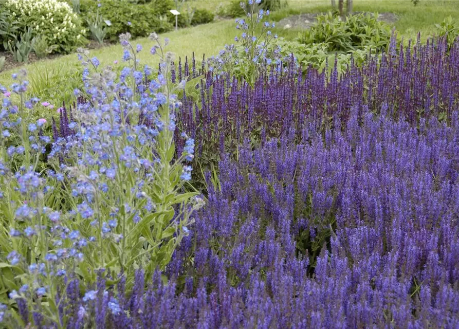 Garten-Blüten-Salbei 'Wesuwe'