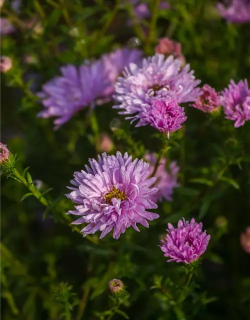 Garten-Glattblatt-Aster 'Fellowship'