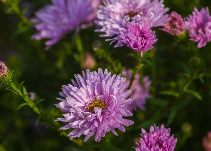 Garten-Glattblatt-Aster 'Fellowship'