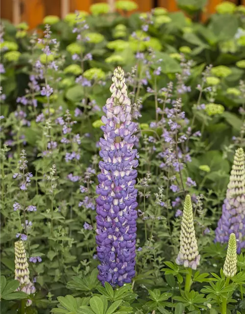 Garten-Lupine 'Persian Slipper'®