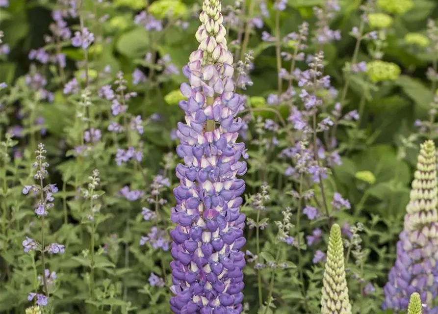 Garten-Lupine 'Persian Slipper'®