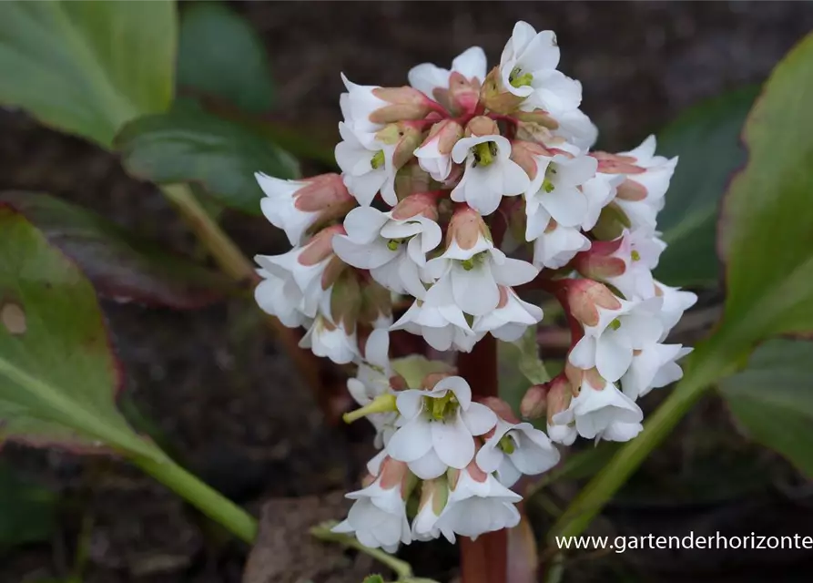 Bergenia cordifolia 'Bressingham White'