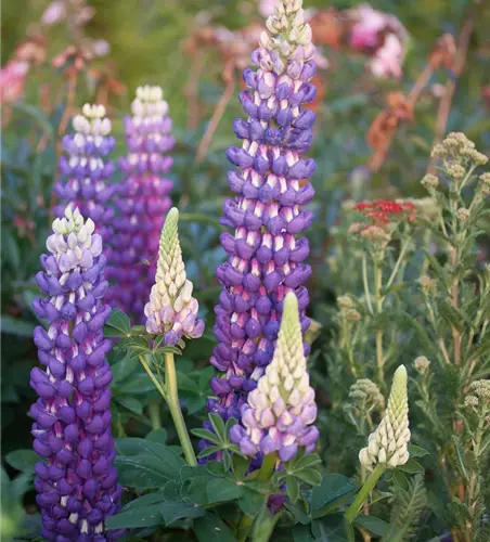 Garten-Lupine 'Persian Slipper'®