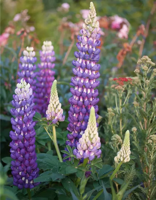 Garten-Lupine 'Persian Slipper'®